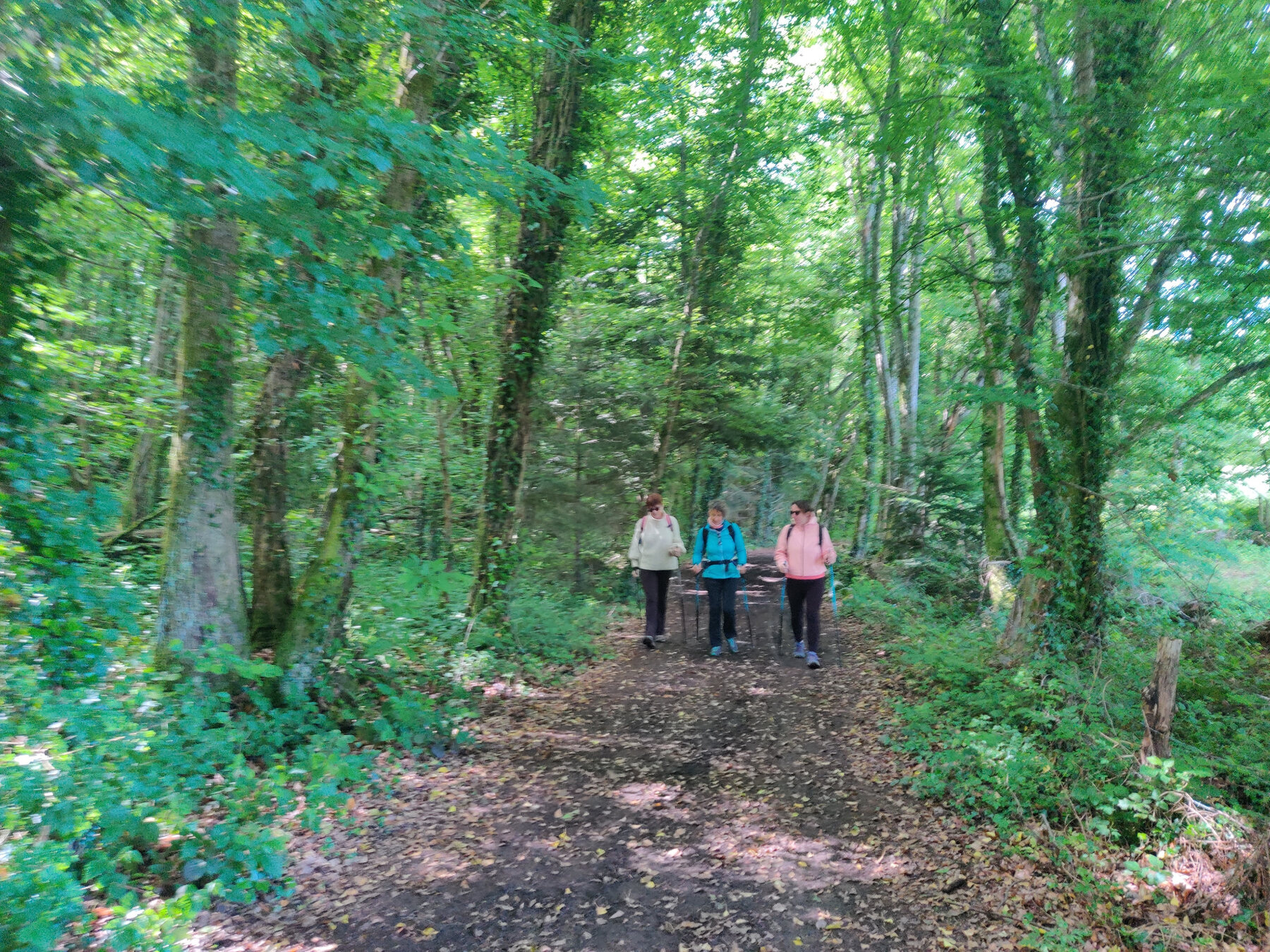 Petit groupe en marche nordique sur un chemin forestier