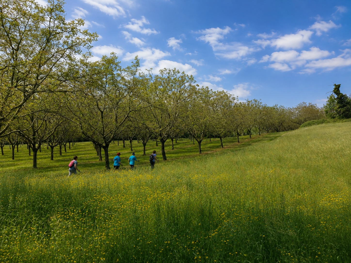 Groupe en marche nordique dans un paysage de montagne